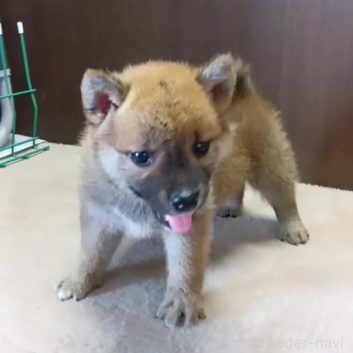 販売中の茨城県の柴犬-395677の2枚目